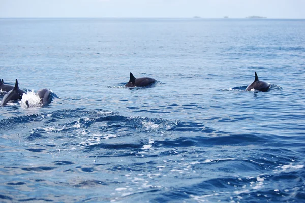 Δελφίνια σε κύματα του ωκεανού — Φωτογραφία Αρχείου