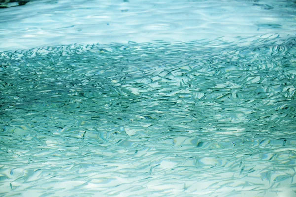 Muitos peixes pequenos — Fotografia de Stock