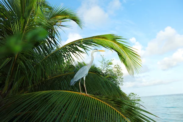 stock image Tropical island