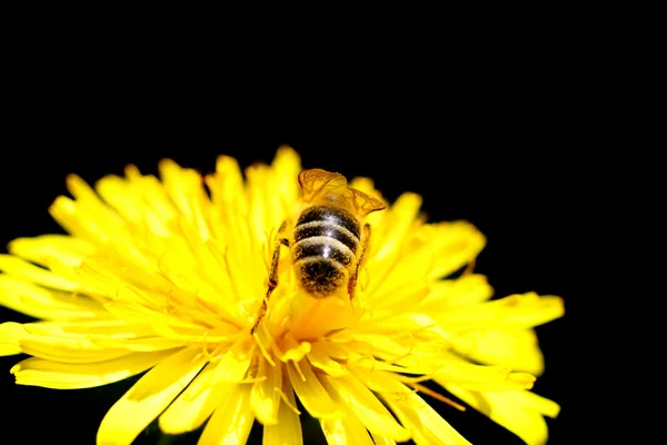 Μέλισσα πάνω λουλούδι — Φωτογραφία Αρχείου