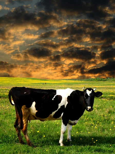 Cow sunset — Stock Photo, Image