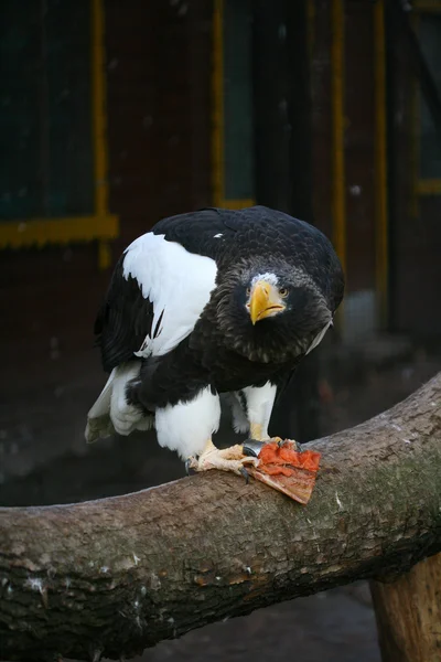 Aquila mangiare — Foto Stock