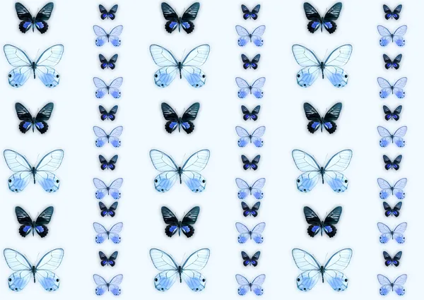 Schmetterling — Stockfoto