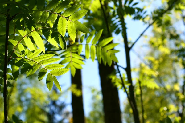 信じられないほどの緑の葉の葉 — ストック写真