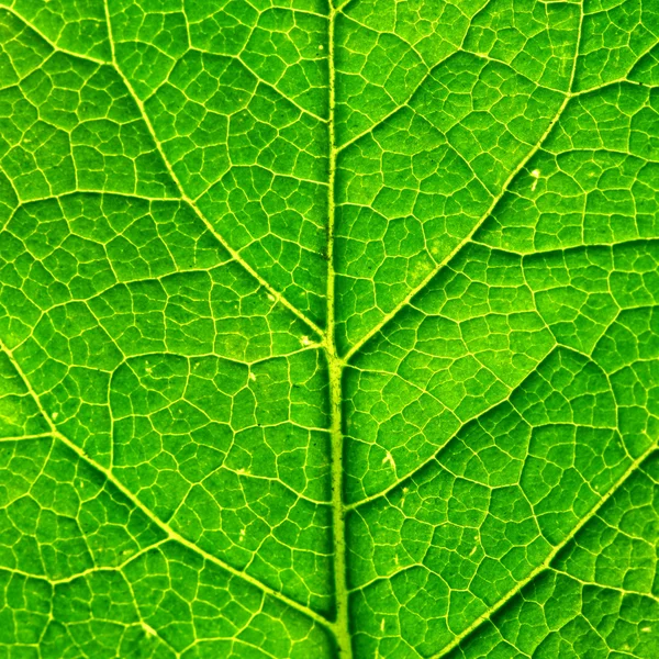 Zelený list — Stock fotografie