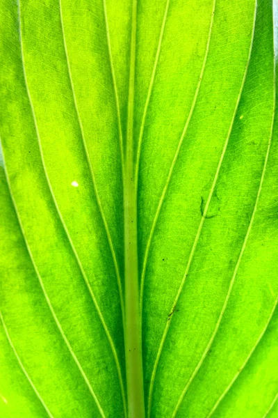 Groen blad — Stockfoto