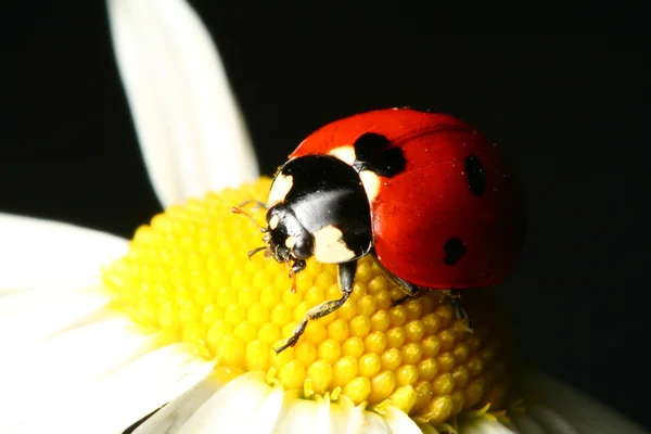 Summer ladybug — Stok fotoğraf