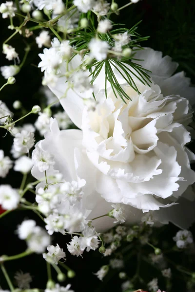 Красиві квіти — стокове фото