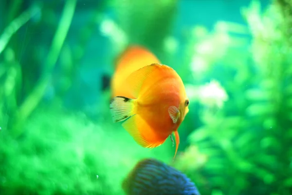 Gelbe Fische im Aquarium — Stockfoto