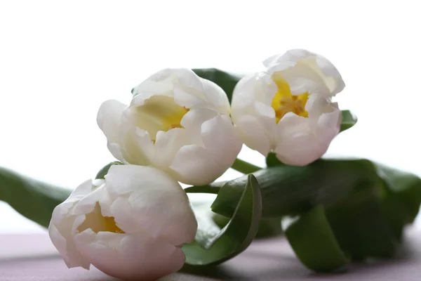 White spring tulips — Stok fotoğraf