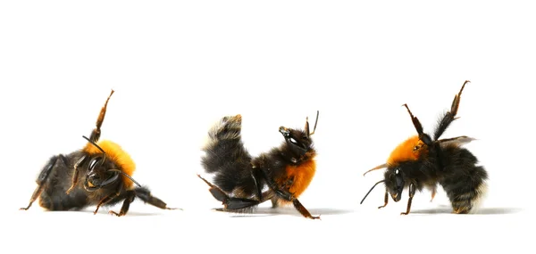 Dance bumble bee — Stock Photo, Image