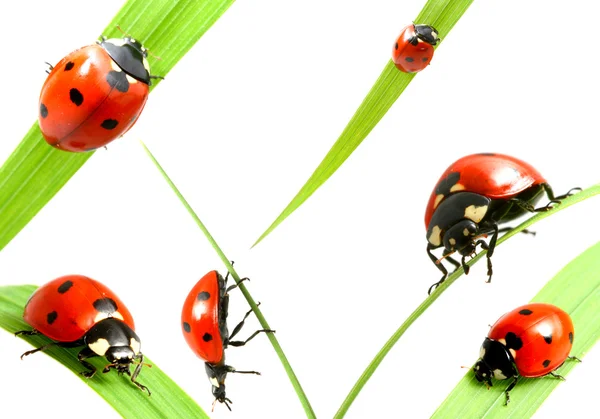 stock image Ladybug family