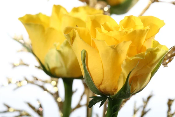 Жовті троянди — стокове фото