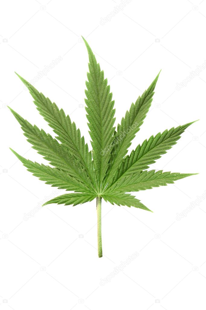 Cannabis — Stock Photo © yellow2j #7684867