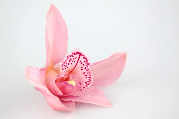Орхідея ізольовані — стокове фото