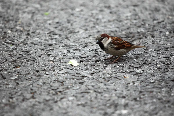 Stock image Sparrow