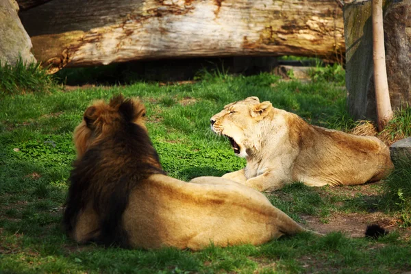 stock image Lion