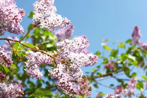 stock image Pink lilac