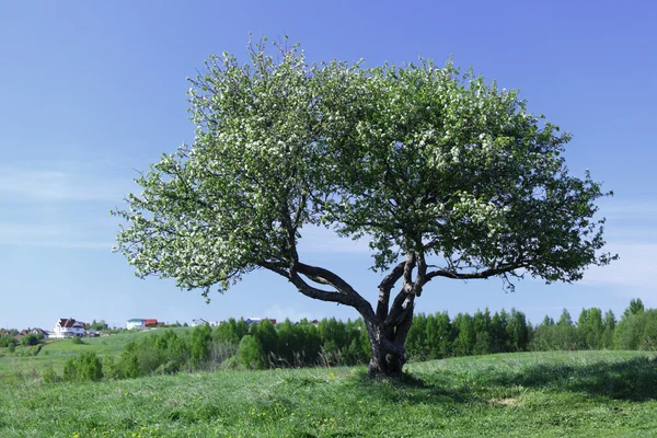 Yksin puu — kuvapankkivalokuva