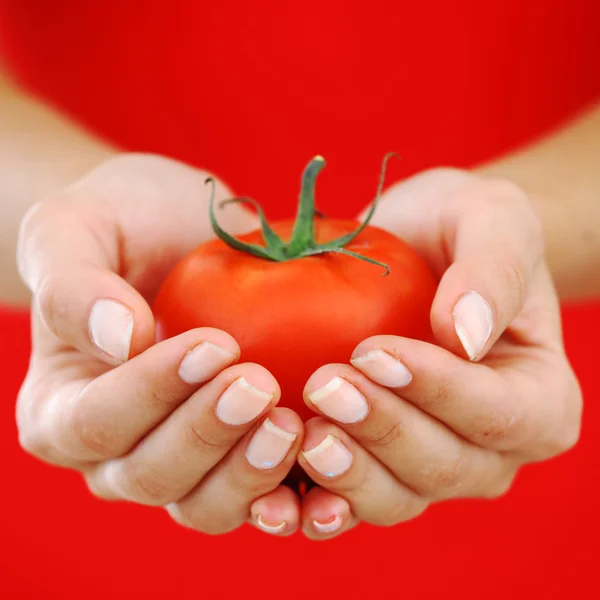 Tomaat in handen van de vrouw — Stockfoto