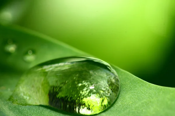 Gota de agua sobre hoja verde — Foto de Stock