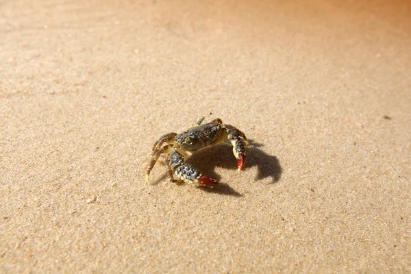 stock image Crab