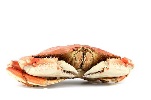 Crabe dormeur — Photo