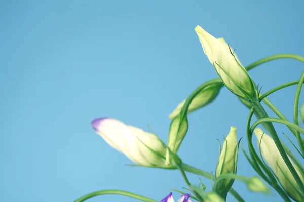 Lisianthus eustoma blauwe schaduw — Stockfoto