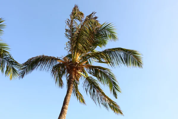Palm in blue sky — Stock Photo, Image