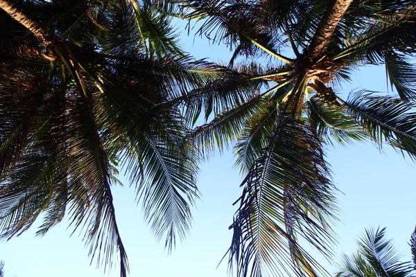 Palm in blauwe hemel — Stockfoto