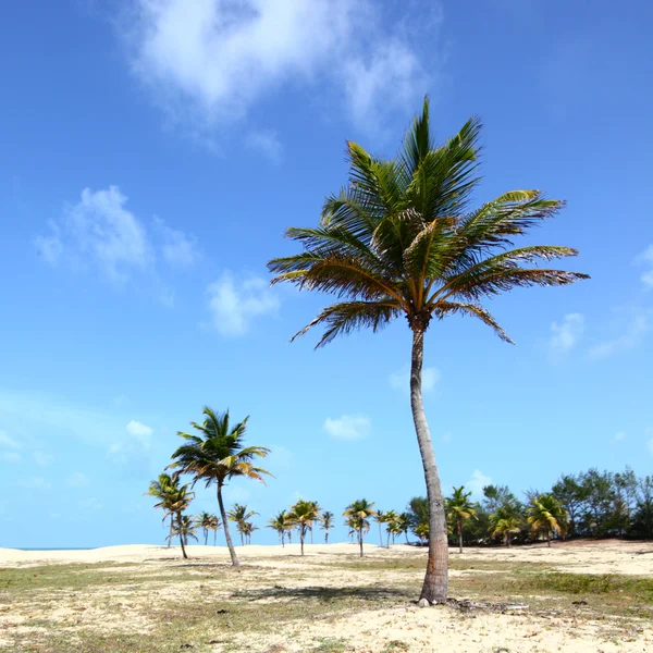 Pouštní palm — Stock fotografie