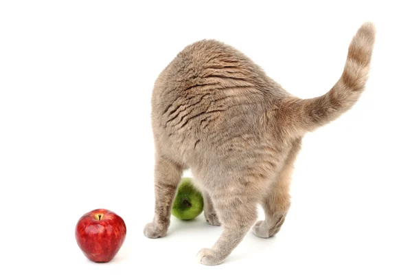 Kat appels — Stockfoto
