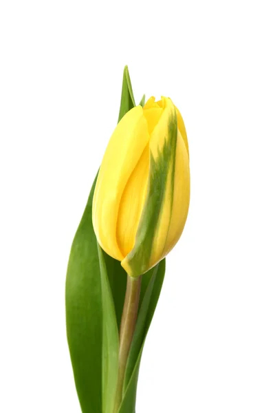 Tulipano giallo — Foto Stock
