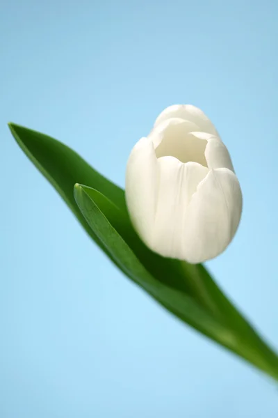 Tulipano bianco — Foto Stock