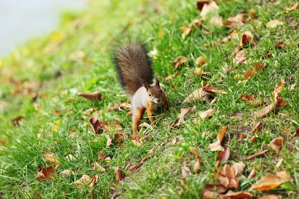 秋天森林里的松鼠 — 图库照片