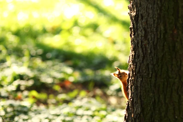 Écureuil dans la forêt d'automne — Photo