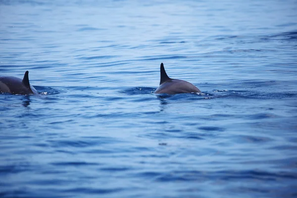 Дельфины в океанских волнах — стоковое фото