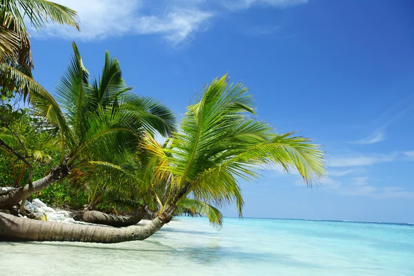 Tropical island — Stock Photo, Image