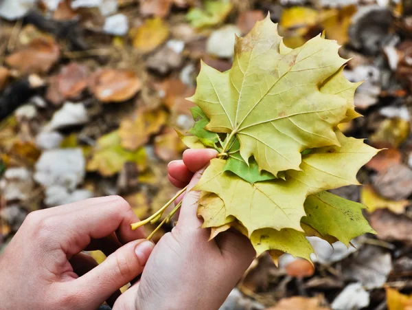 stock image Autumn maple leaves in women hands