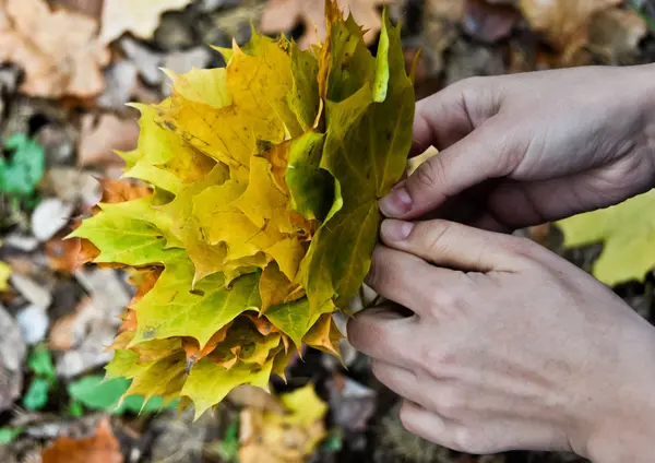 Hojas de arce de otoño en las manos de las mujeres —  Fotos de Stock