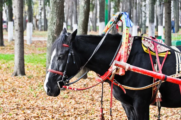 stock image Black horse in multicolored harness