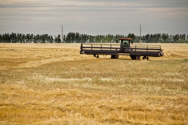 Зернозбиральний комбайн на пшеничному полі — стокове фото
