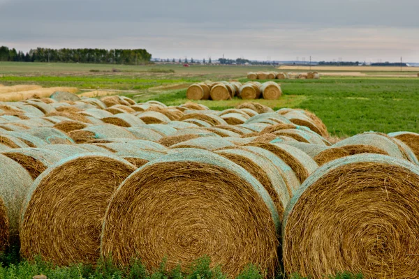 Stock image Hay rolls