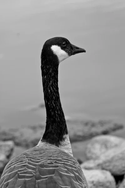 加拿大鹅 — 图库照片