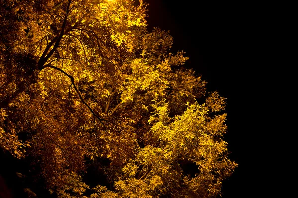 A Árvore de Ouro — Fotografia de Stock