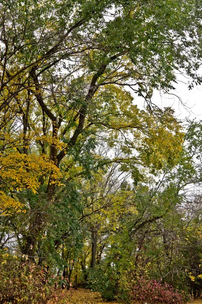 レジャイナ （サスカチュワン） の秋 — ストック写真