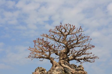 Bonsai Ağacı