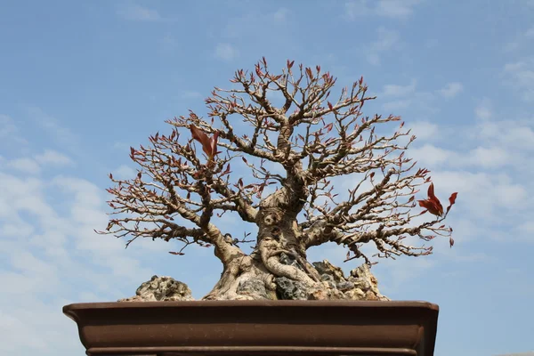 Дерево Бонсай — стоковое фото