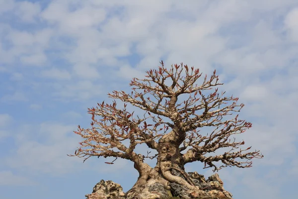 Дерева бонсай Стокове Зображення