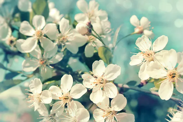 Cereza floreciente —  Fotos de Stock